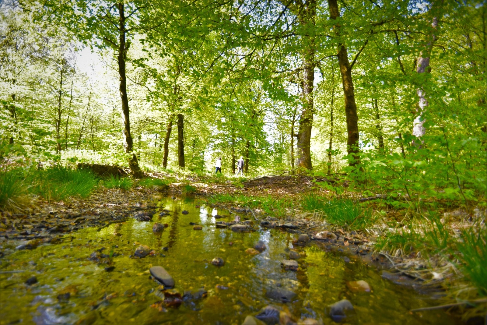 Cap Sure-Anlier - Balades en foret ardennaise